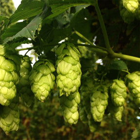 Goldings Hops - Cones - 50g, 100g, 500g, 1kg